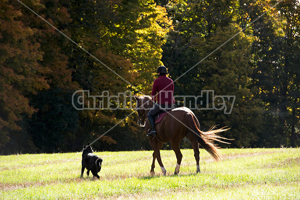 Woman riding chestnut horse in the autumn time