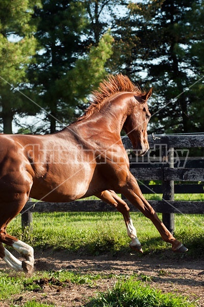 Thoroughbred horse running around paddock