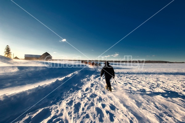 Photo of farmer moving cattle into barn for the night during a wind storm in the winter