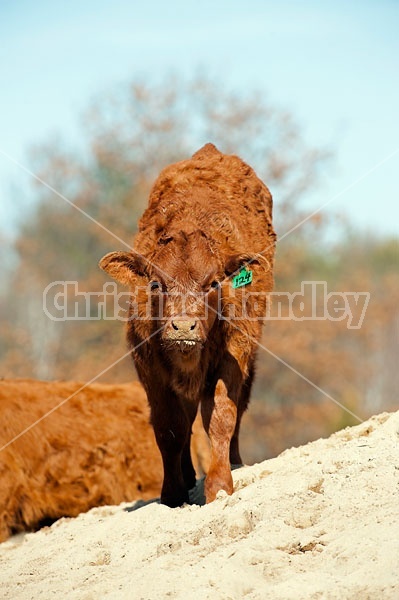 Young Beef calf