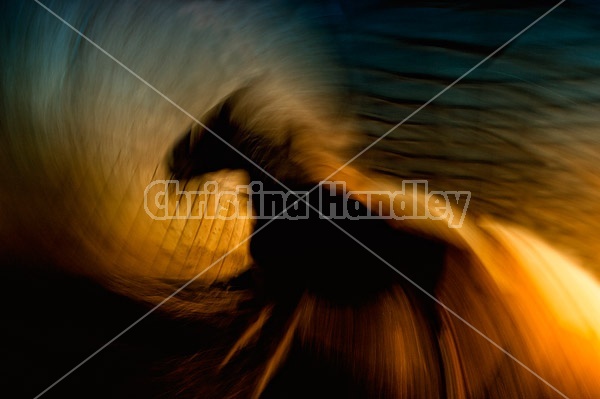Abstract photo of a horse using a slow shutter speed