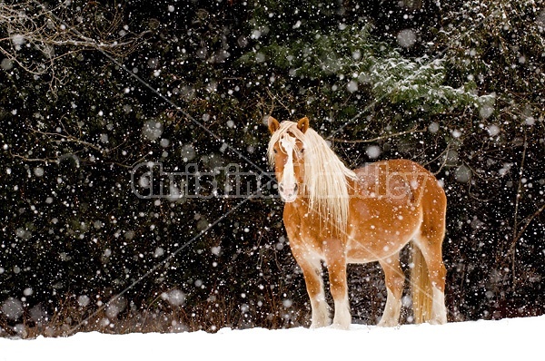 Belgian draft horses standing outside in a snowstorm.