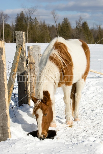 Paint horse drinking water from a black rubber tub in the snow