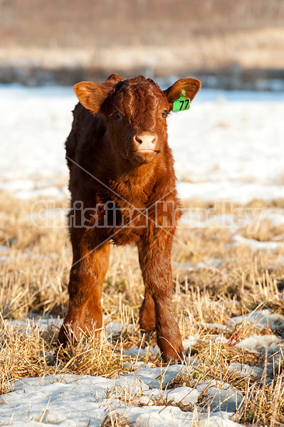 Curious beef calf