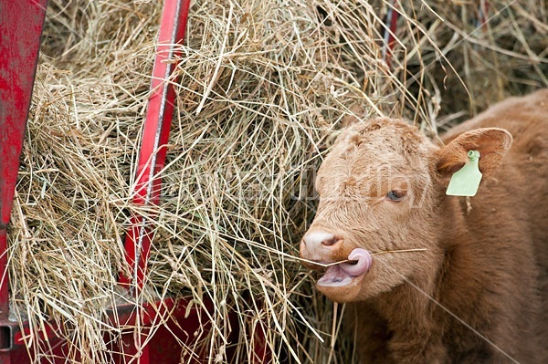 Beef calf at Feeder