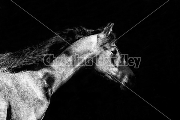 Rocky Mountain Horse portrait in black and white