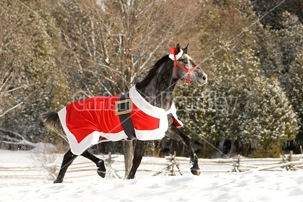 Gray horse wearing Santa Suit