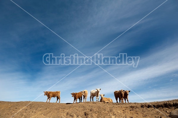 Beef Calves 