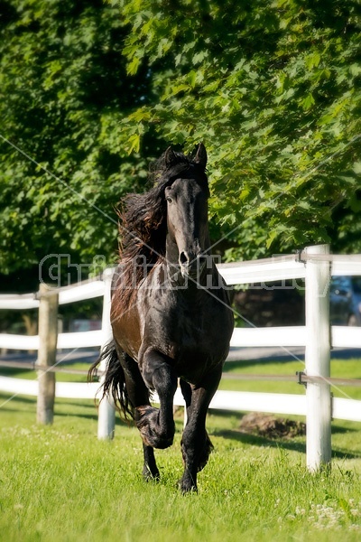 Friesian stallion