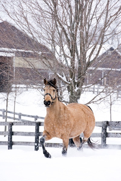 Single buckskin horse trotting through deep snow