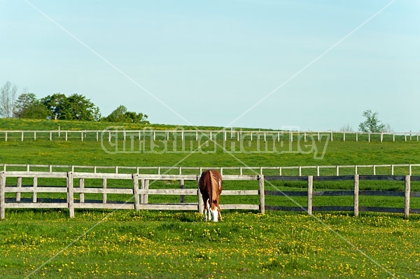 quarter horse on summer pasture