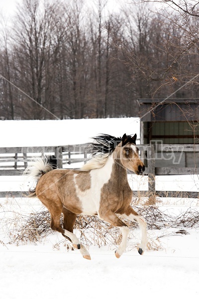 Paint and Arab cross horse running through snow