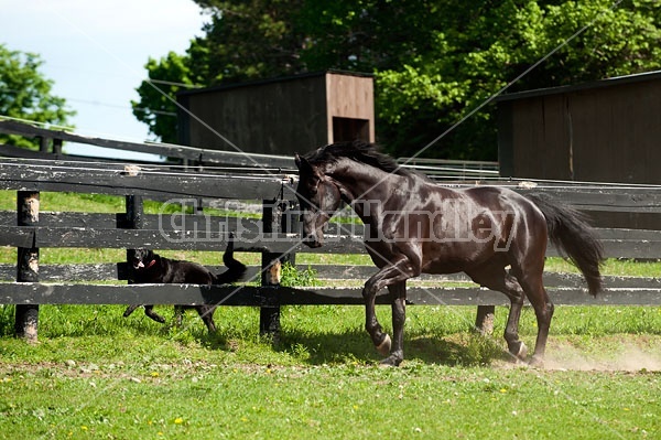 Hanoverian horse and dog