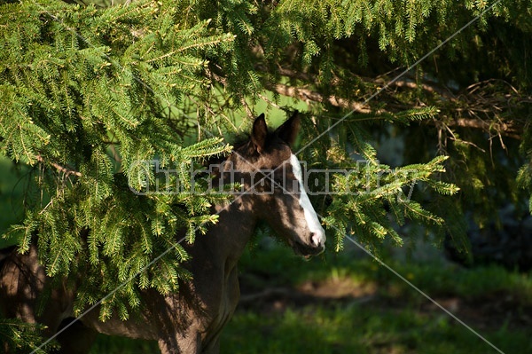 Rocky Mountain horse foal