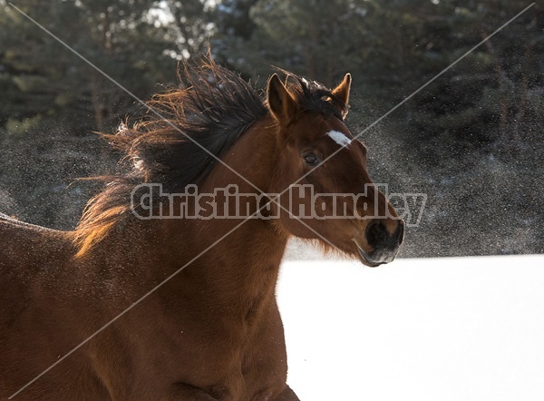 Portrait of American Quarter Horse in winter