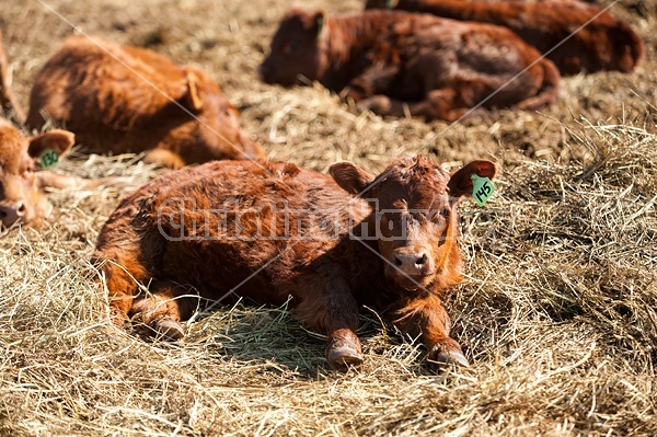 Young beef calves sleeping in the sun