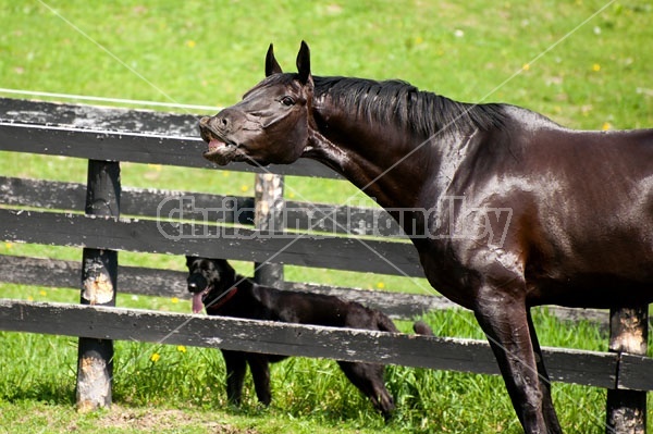Hanoverian horse and dog