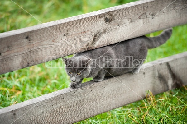 Gray cat walking on board fence