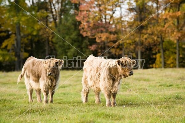 Yearling Highland Cattle on autumn pasture