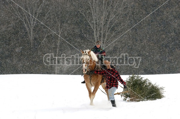 Husband and wife pulling a Christmas tree home with their Belgian horse 