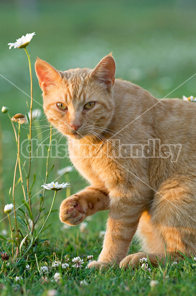 Orange barn cat outside in grass