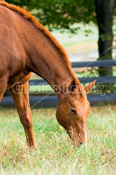 Horse grazing on autumn pasture