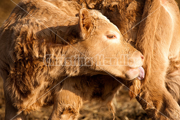 Beef calf