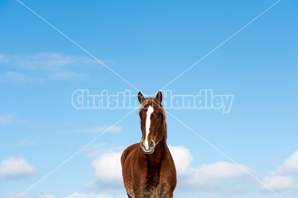 Belgian draft horses photographed against a blue sky