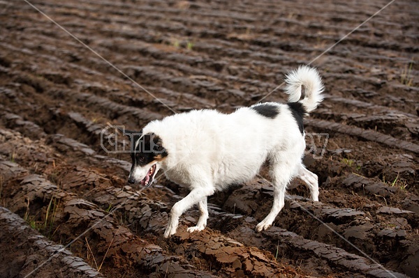 Dog walking across freshly plowed field