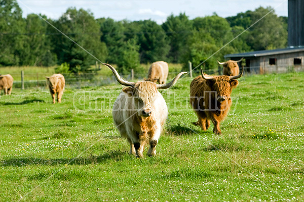 Highland cows