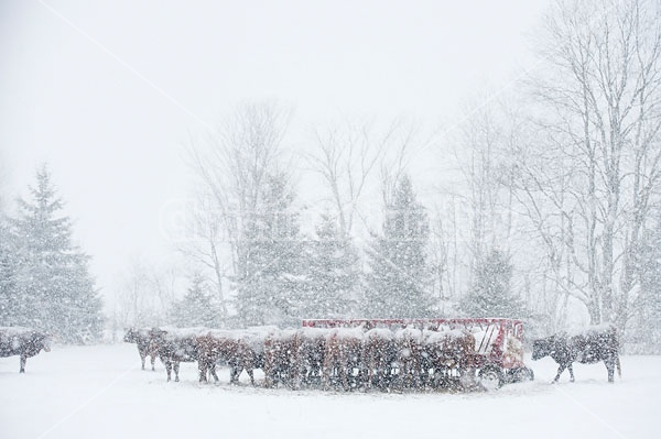 Beef Cattle in Snowstorm