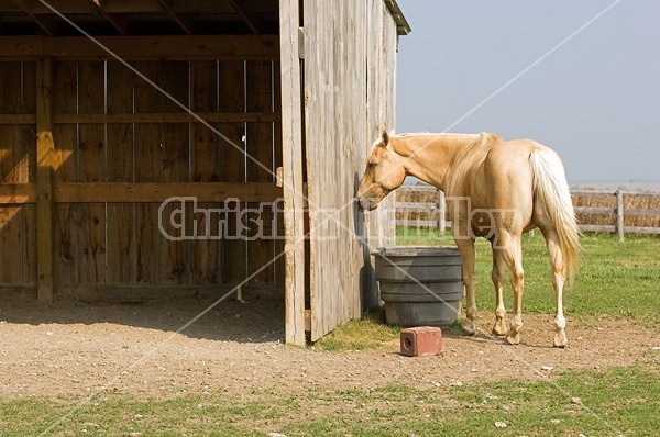 Palomino Quarter Horse