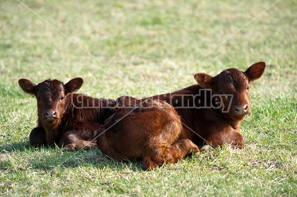 Two Beef Calves
