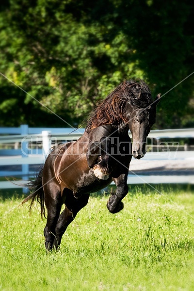 Friesian stallion