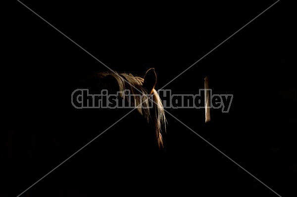 Belgian Draft Horse in Shadow