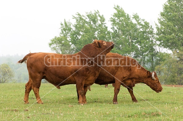 Red Angus bull on springtime pasture