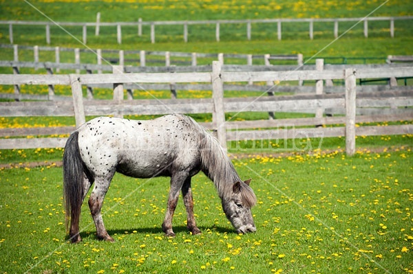 spotted pony