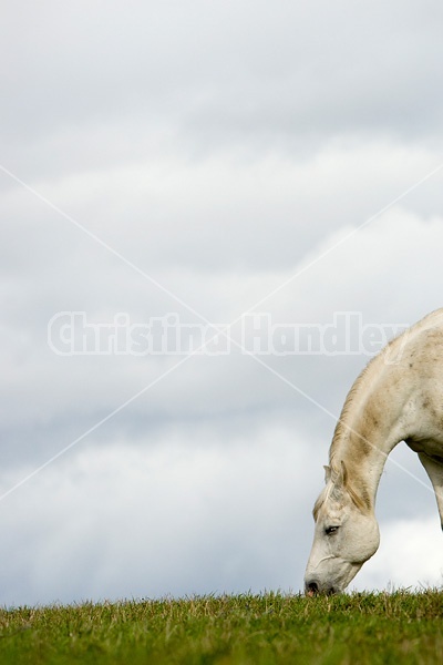 Grey horse on hilltop against big sky.