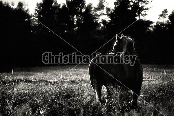 Belgian draft horse in pasture at sunset