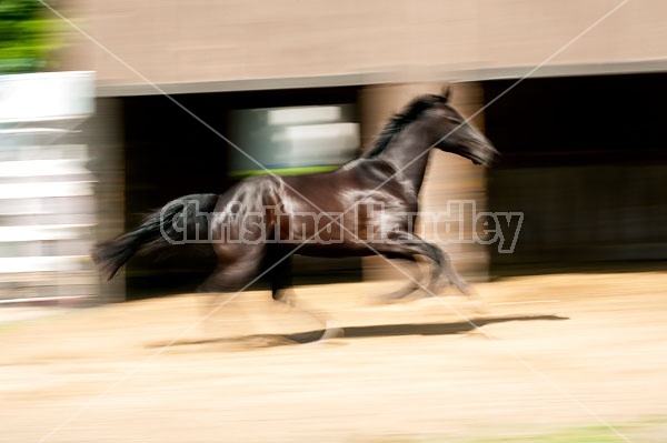 Hanoverian horse galloping around his paddock