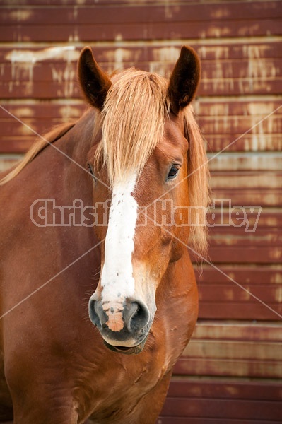 Belgian draft horse gelding 