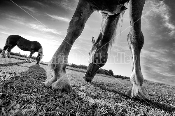 Funky wide angle photo taken from underneath this horse.