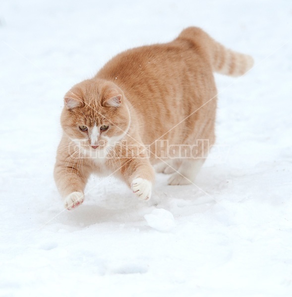 Orange cat playing in the snow