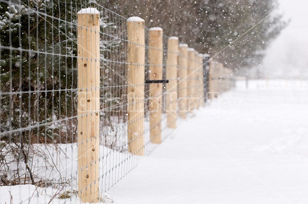 Farm scene in a snowstorm. 