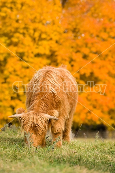 Yearling Highland Cattle on autumn pasture