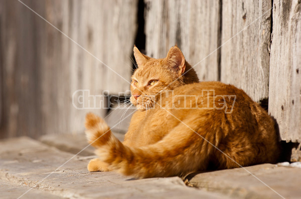 Orange barn cat
