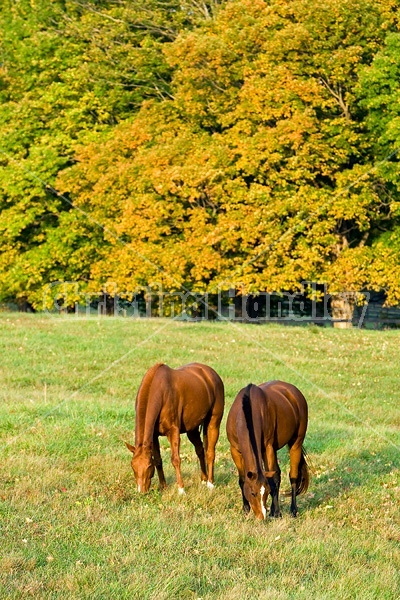 Two horses grazing on autumn pasture