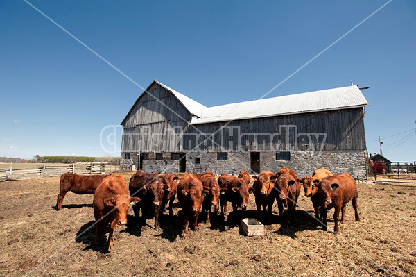 Wide angle photo of a herd of beef cattle