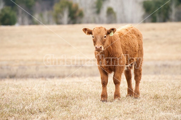 Young beef calf