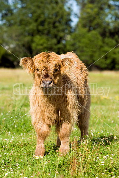 Highland cows